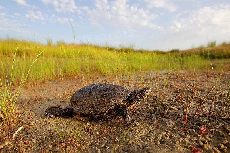 European pond turtle (Emys orbicularis), Danube Delta Biosphere Reserve, Romania, Europe