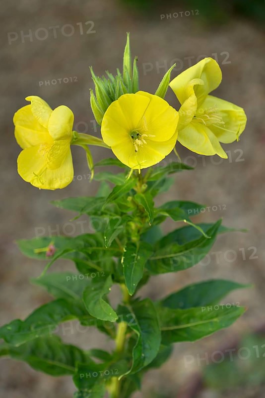 Flowering evening primrose (Oenothera biennis), Bavaria, Germany, Europe
