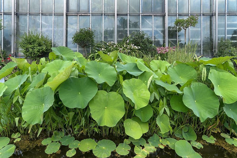 Leaves of the lotus (Nelumbo), Botanical Garden, Erlangen, Middle Franconia, Bavaria, Germany, Europe