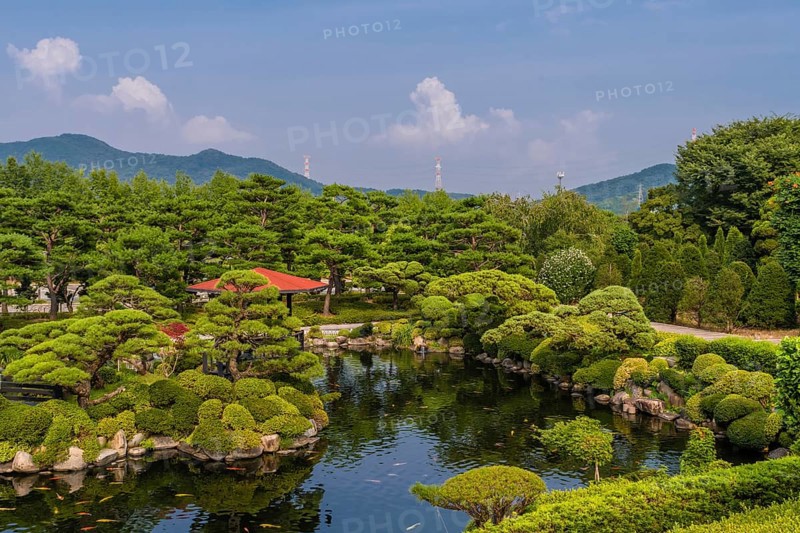 Koi swimming in pond at beautifully manicured park with electrical towers on mountain top in background in South Korea