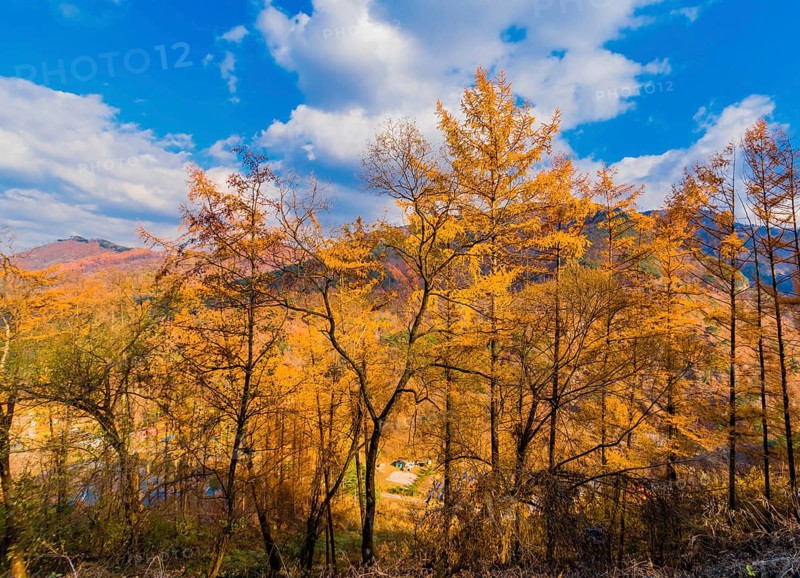 Grove of trees in beautiful fall colors in front of mountains under low level cumulus clouds