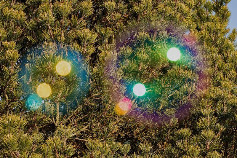 Soap bubbles some coloured film of soapy water next to each other in front of green tree needles