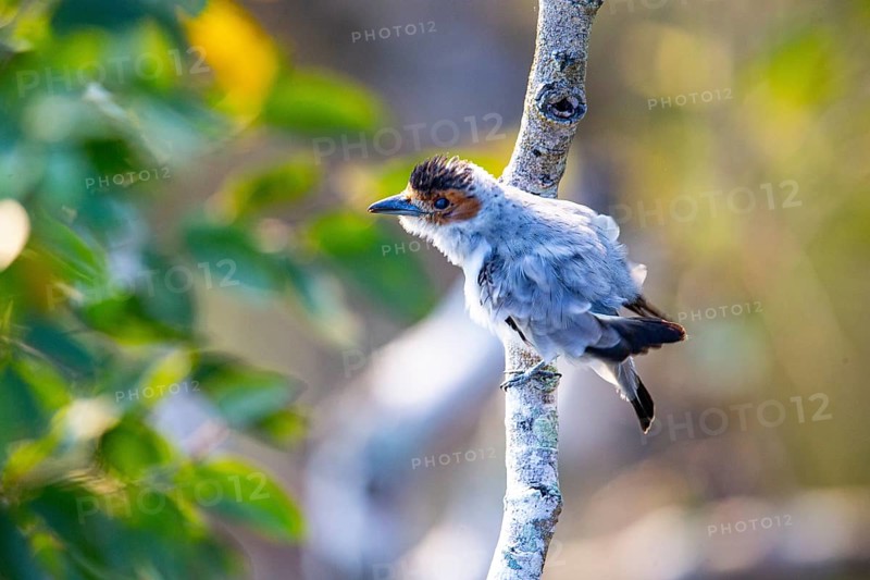 Black-crowned Tityra (Tityra inquisitor inquisitor) Pantanal Brazil