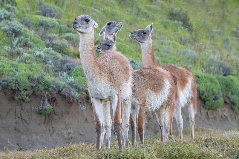 Guanaco (Llama guanicoe), Huanako, adult, group, Torres del Paine National Park, Patagonia, end of the world, Chile, South America