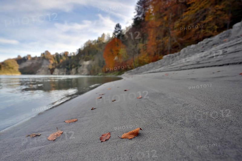 Individual red beech leaves lie on a grey sandbank on the wooded bank of a river in autumn, Salzach, Burghausen, Upper Bavaria, Bavaria, Germany, Europe
