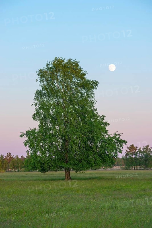 Meadow with solitary sand birch (Betula pendula) or sand birch or silver birch or silver birch or silver birch or silver birch (syn.: Betula alba) (Betula verrucosa) in early summer, blue and pink shining, cloudless sky shortly after sunset, dusk with full moon at Pietzmoor, Lueneburg Heath, Lower Saxony, Germany, Europe