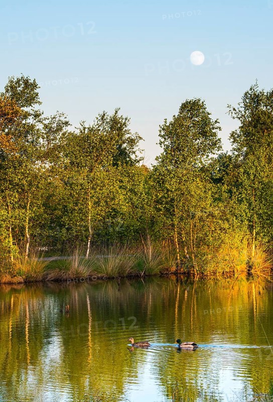 A pair of mallards (Anas platyrhynchos), male and female swimming on a calm pond under a clear blue sky with the full moon shining, warm evening light illuminating young bog birch (Betula pubescens) or bog birch, hair birch, broom birch, glass birch or hairy birch, grasses on the shore, colours reflecting in the water, Pietzmoor nature reserve, Lueneburg Heath, Lower Saxony, Germany, Europe