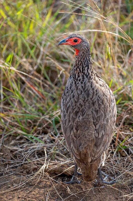 Swainson's spurfowl (Pternistis swainsonii) in the grass, Kruger National Park
