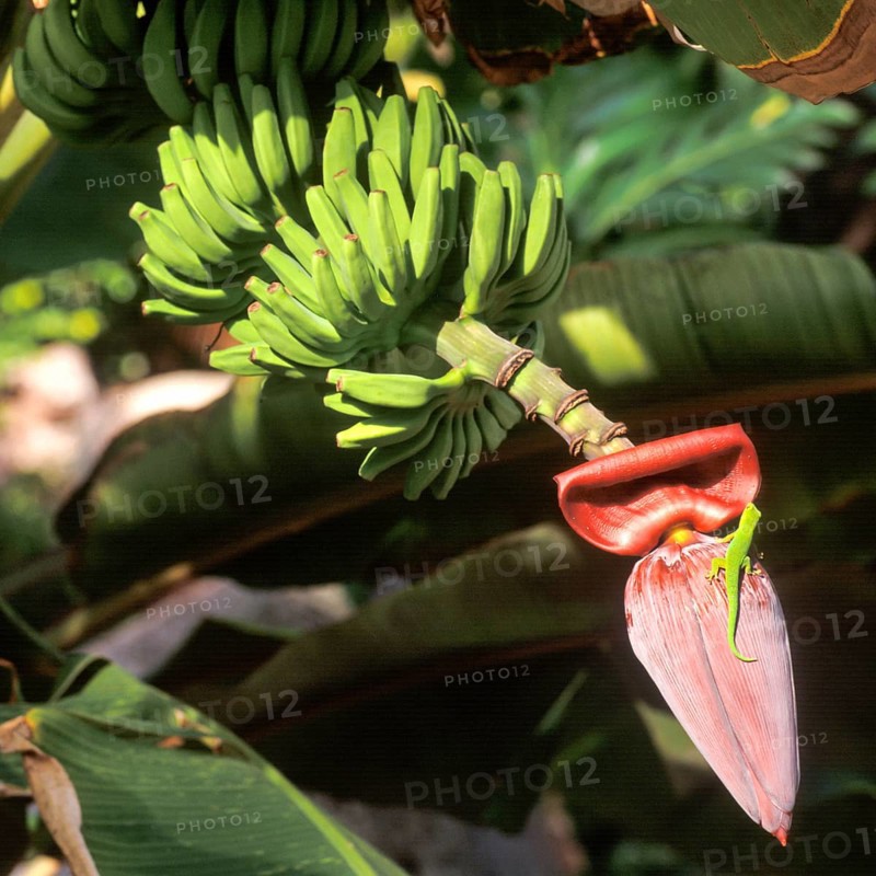 Seychelles, green gecko on a banana blossom, Africa