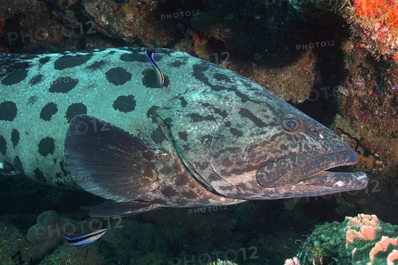 Potato grouper (Epinephelus tukula) and cleaner fish. Dive site Sodwana Bay National Park, Maputaland Marine Reserve, KwaZulu Natal, South Africa, Africa