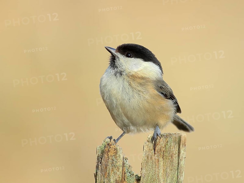 Willow Tit (Parus montanus), Sits on an old picket fence, Wildlife, Animals, Birds, Siegerland, North Rhine-Westphalia, Germany, Europe