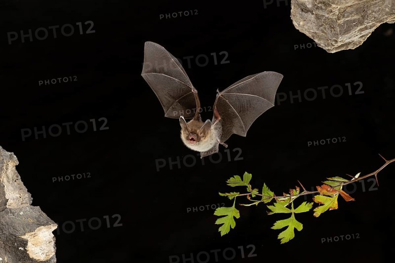 Bechstein's bat (Myotis bechsteinii) in flight, Thuringia, Germany, Europe