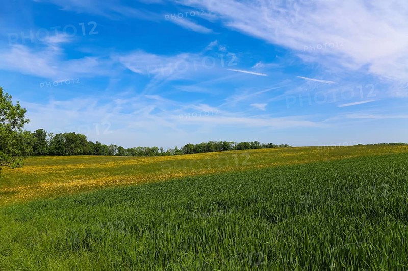 Meadow, green grasses, landscape, summer mood, blue sky, clouds, nature near Neidlingen, Swabian Alb, Baden-Wuerttemberg, Germany, Europe