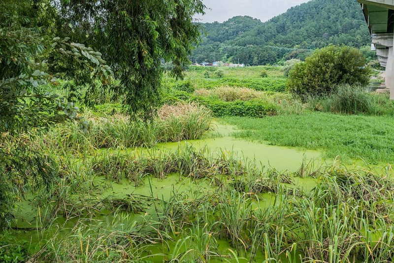 Algae covered water with tall reeds and grasses in marsh next to river under concrete bridge in South Korea