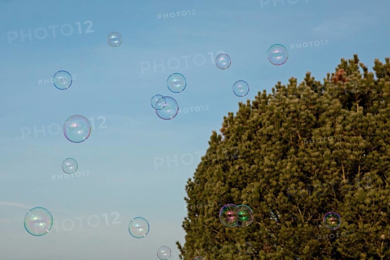 Soap bubbles multicoloured film of soapy water next to each other in front of blue sky and green tree needles