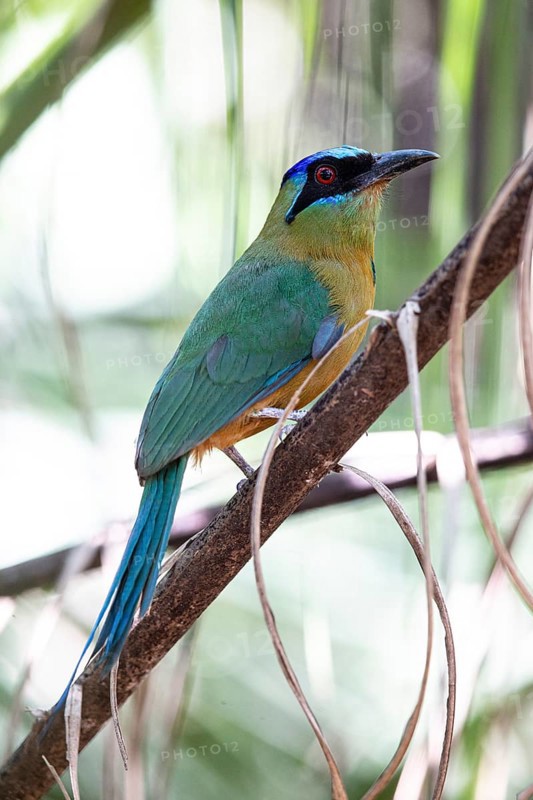 Blue-crowned motmot (Momotus momota) Pantanal Brazil