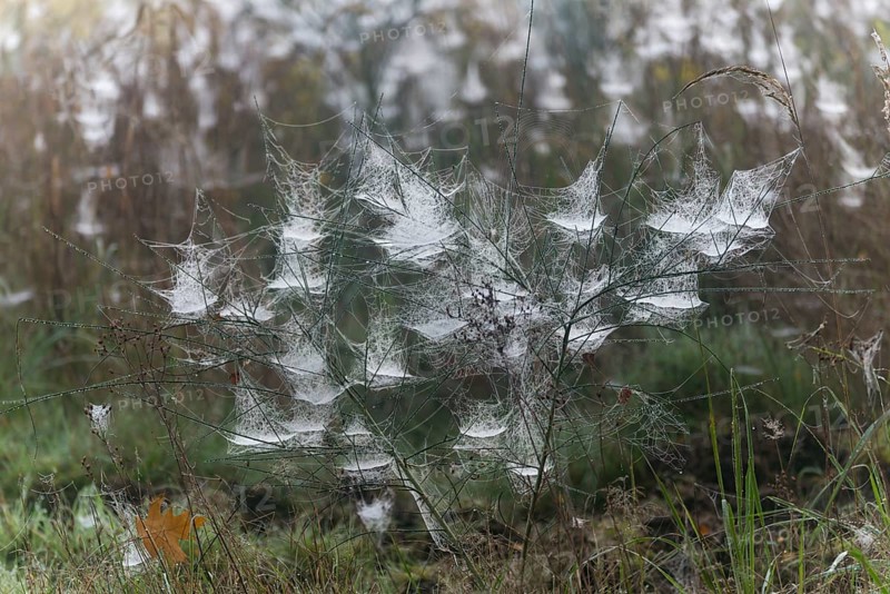 Cobwebs in the early morning with dewdrops, Ruesselsheim am Main, Hesse, Germany, Europe