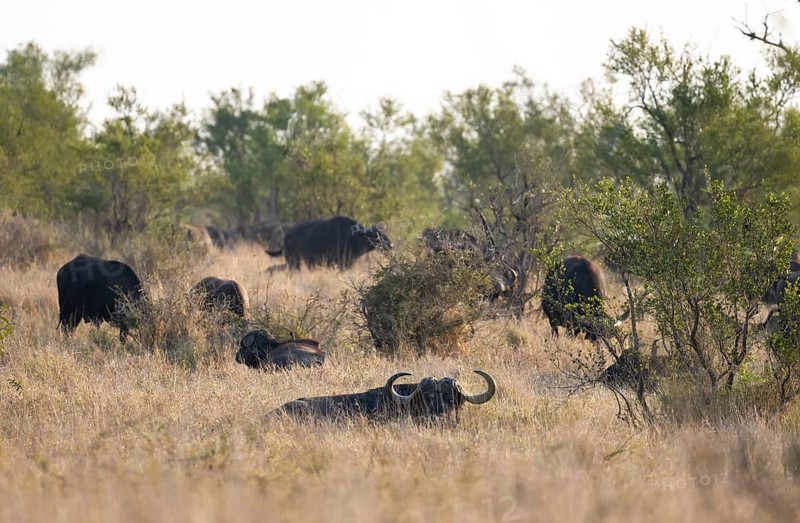 African buffalo (Syncerus caffer caffer), herd in dry grass, African savannah, Kruger National Park, South Africa, Africa