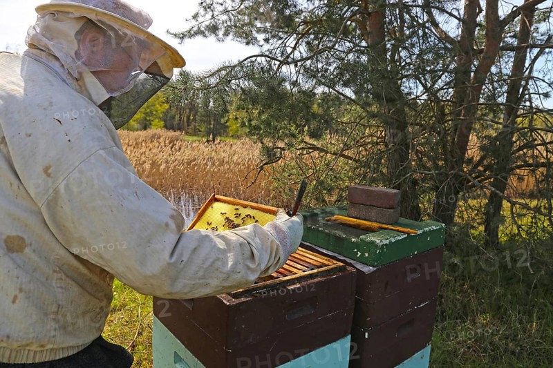 Beekeeper works on his hive