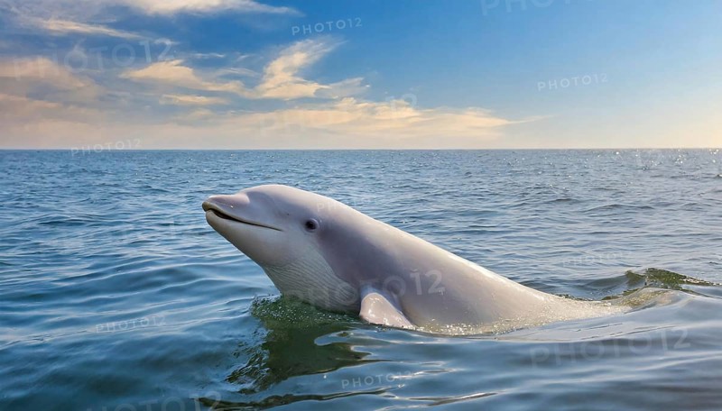 KI generated, animal, animals, mammal, mammals, biotope, habitat, one, individual, foraging, wildlife, beluga, beluga (Delphinapterus leucas) dolphin, dolphin, pilot whale, Arctic, skin bluish-white, cream-coloured, later white, carnivore, dolphin species, dolphin species