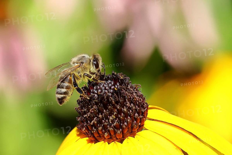 European honey bee (Apis mellifera), collecting nectar from a yellow coneflower (Echinacea paradoxa), Wilnsdorf, North Rhine-Westphalia, Germany, Europe