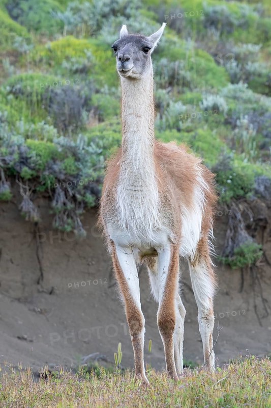 Guanaco (Llama guanicoe), Huanako, adult, Torres del Paine National Park, Patagonia, end of the world, Chile, South America