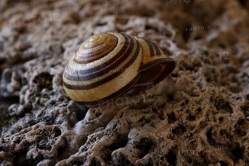 Small snail shell in shades of yellow and brown lies on a colour-matching background of tuff, Bavaria, Germany, Europe