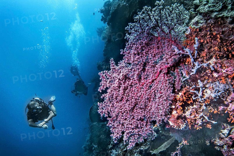 Godeffroy soft coral (Siphonogorgia godeffroyi), with divers, Wakatobi Dive Resort, Sulawesi, Indonesia, Asia