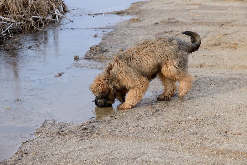 Briard, young, 6 months old