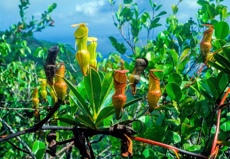 Seychelles, flora, pitcher plants, Africa