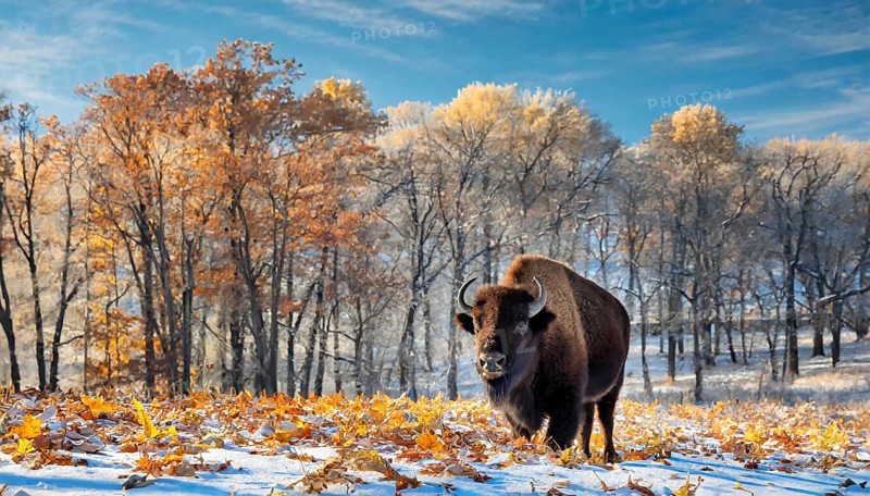 AI generated, animal, animals, mammal, mammals, biotope, habitat, one, individual, foraging, wildlife, bison, North America, Buffalo, wild cattle, (Bison bonasus), autumn, autumn leaves, early winter, snow