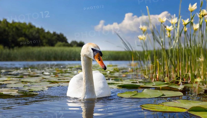 Ai generated, animal, animals, bird, birds, biotope, habitat, one, individual, swims, waters, reeds, water lilies, blue sky, foraging, wildlife, white, white swan, swans, mute swan (Cygnus olor), summer, seasons, sideways
