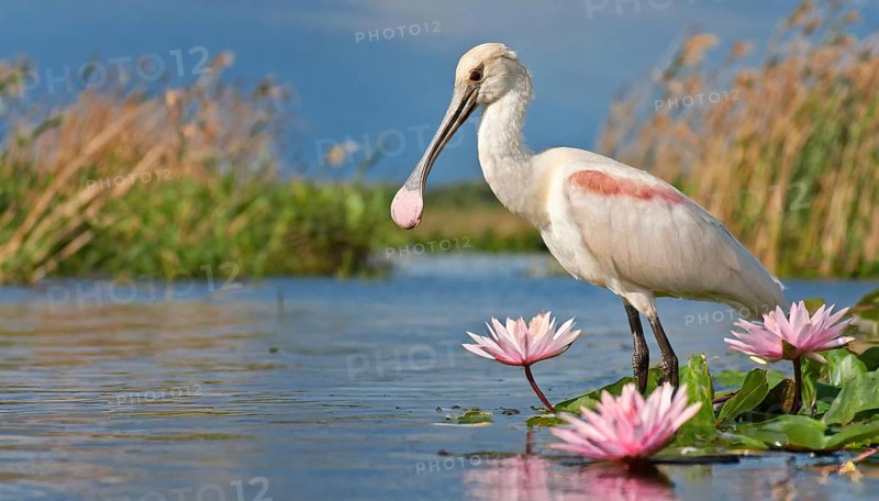 Ai generated, animal, animals, bird, birds, biotope, habitat, one, individual, swims, waters, reeds, water lilies, blue sky, foraging, wildlife, summer, seasons, spoonbill, roseate spoonbill, (Platalea ajaja, Syn: Ajaja ajaja), occurrence: Texas and Louisiana