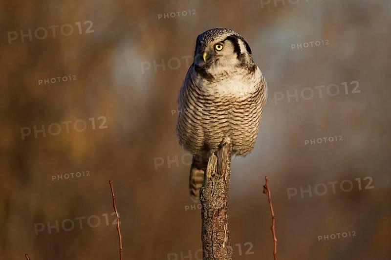 Northern hawk owl (Surnia ulula) in a hide, errant, Saxony, Germany, Europe