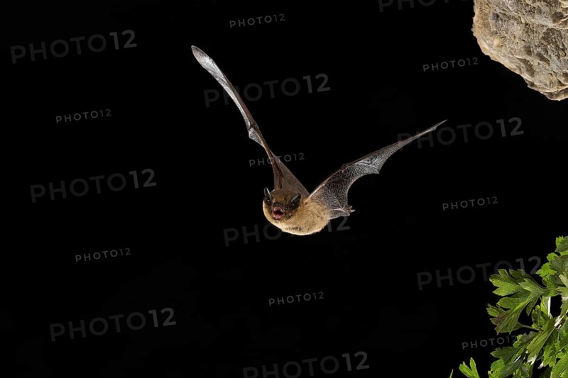 Common pipistrelle (Pipistrellus pipistrellus) in flight, Thuringia, Germany, Europe