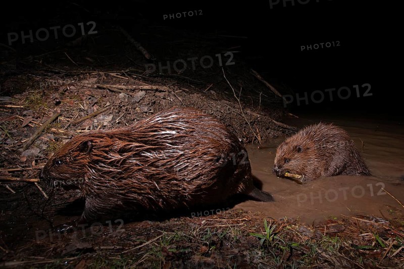 European beaver (Castor fiber) with young at the beaver lodge, Thuringia, Germany, Europe