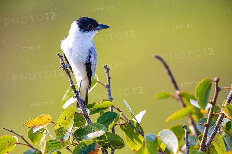 Black-crowned Tityra (Tityra inquisitor inquisitor) Pantanal Brazil