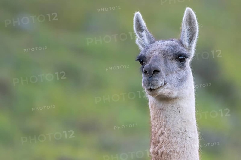 Guanaco (Llama guanicoe), Huanaco, adult, animal portrait, Torres del Paine National Park, Patagonia, end of the world, Chile, South America