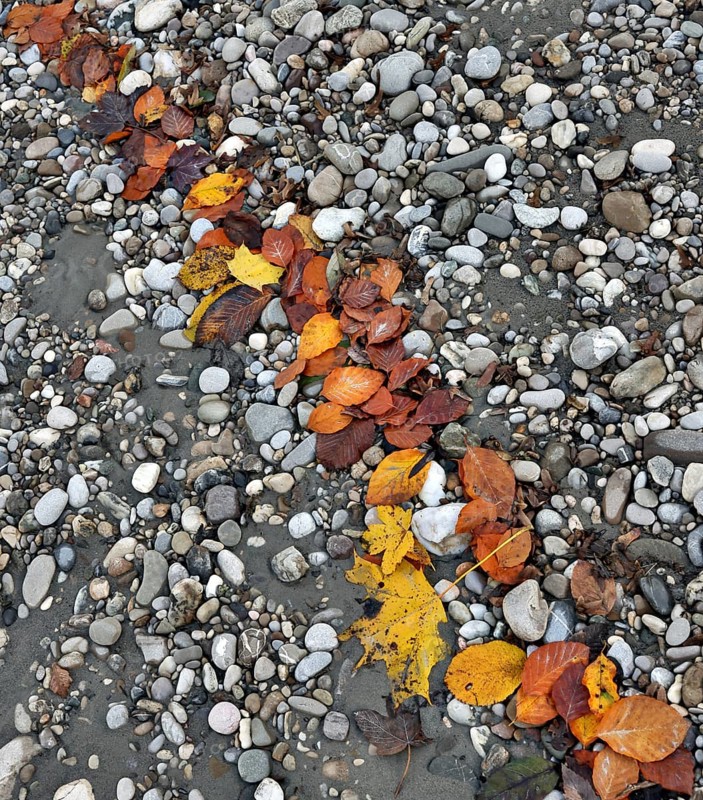 Autumnal red and yellow foliage forms a line on grey stones, river pebbles, Salzach, Burghausen, Upper Bavaria, Bavaria, Germany, Europe
