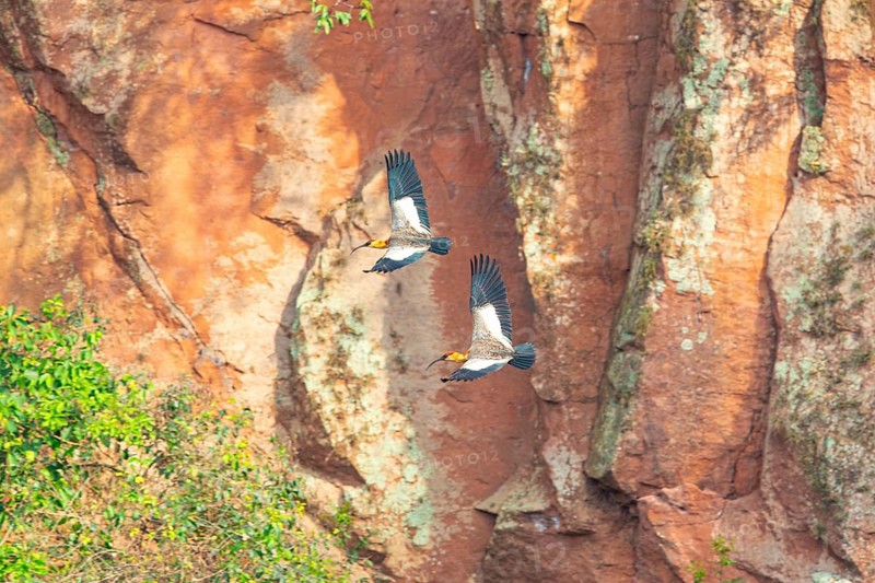 White-necked Ibis (Theristicus caudatus hyperorius) Pantanal Brazil