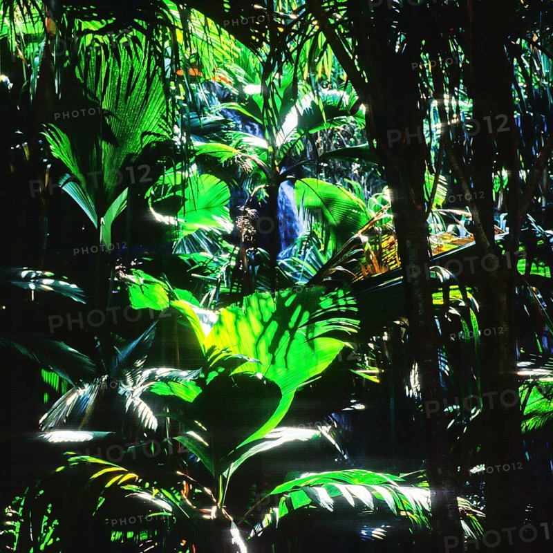 Seychelles, Praslin, Vallee de Mai, Africa