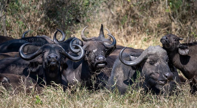 Herd of african buffalo (Syncerus caffer caffer) lying in dry grass, African savannah, Kruger National Park, South Africa, Africa