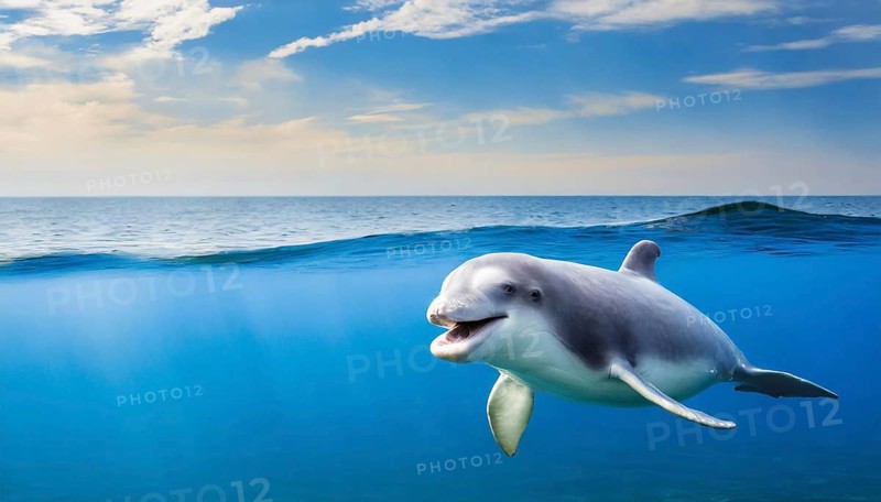 KI generated, animal, animals, mammal, mammals, biotope, habitat, one, individual, foraging, wildlife, beluga, beluga (Delphinapterus leucas) dolphin, dolphin, pilot whale, Arctic, skin bluish-white, cream-coloured, later white, carnivore, dolphin species, dolphin species