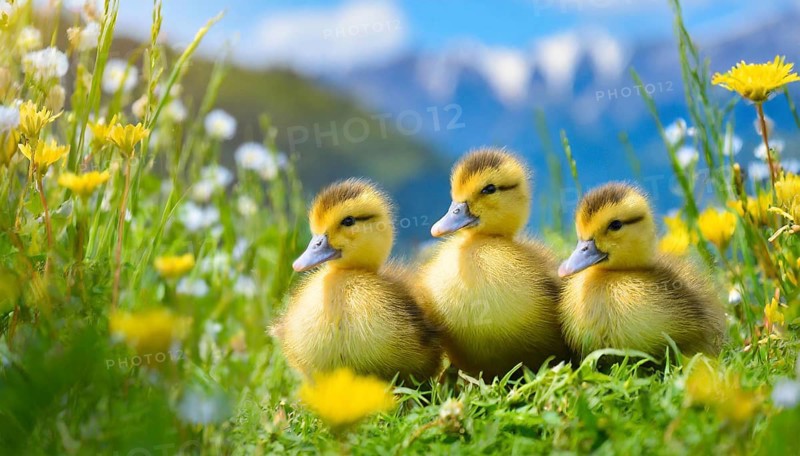 KI generated, animal, animals, bird, birds, biotope, habitat, one, single animal, foraging, wildlife, duck, ducks, domestic duck, female, (Anas platyrhynchos) white, white, yellow ducklings, young animals, animal children, two, three, four, white duck mother with yellow chicks, excursion, water, meadow, grass, spring, summer, flowers, pond, swimming, sitting, farm animal, domestic animal