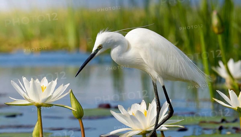 Ai generated, animal, animals, bird, birds, biotope, habitat, a, individual, swims, waters, reeds, water lilies, blue sky, foraging, wildlife, summer, seasons, little egret (Egretta garzetta)