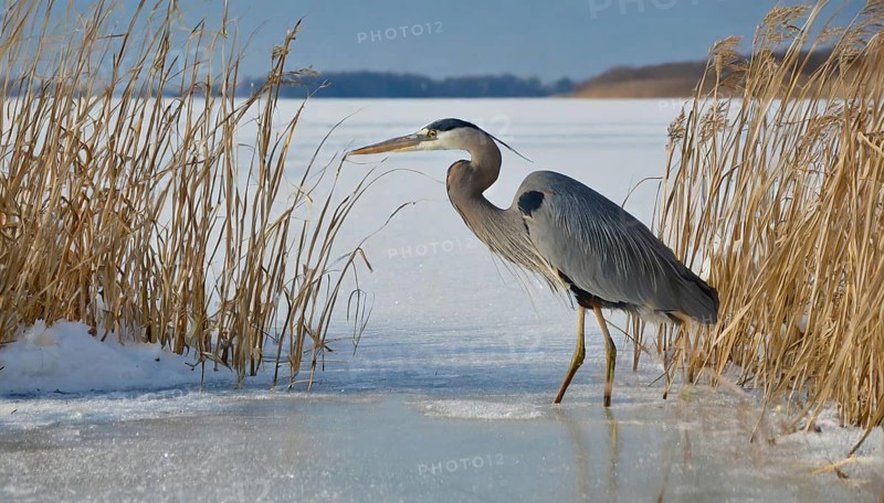 KI generated, animal, animals, bird, birds, biotope, habitat, one, individual, water, reed, winter, snow, blue sky, foraging, wildlife, seasons, heron, little blue heron (Egretta caerulea), Florida, Mexico, ice, Central America