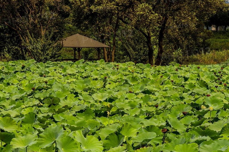 Beautiful lily pond in front of wooden gazebo under lush shade trees in South Korea