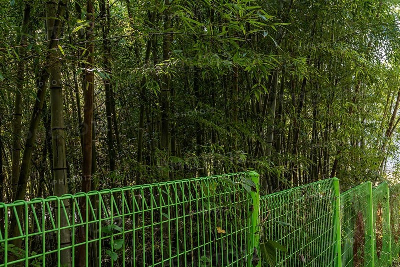 Green wire fence along grove of tall bamboo plants on sunny morning in South Korea