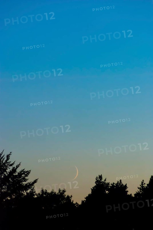 Very narrow, fine crescent moon one day after the new moon stands above a dark coniferous forest and is illuminated by the not yet completely set sun, sunset, cloudless sky in blue and orange, Lower Saxony, Germany, Europe