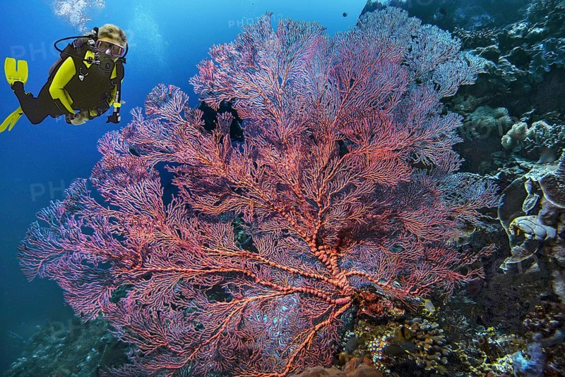 Composing diver, knotted fan coral (Melithaea ochracea), Wakatobi Dive Resort, Sulawesi, Indonesia, Asia